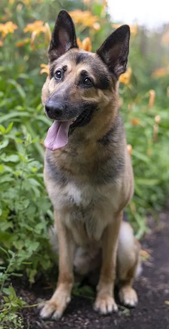 An adult large-sized male Black German Shepherd Dog dog named Dakota for adoption in Chicago, IL