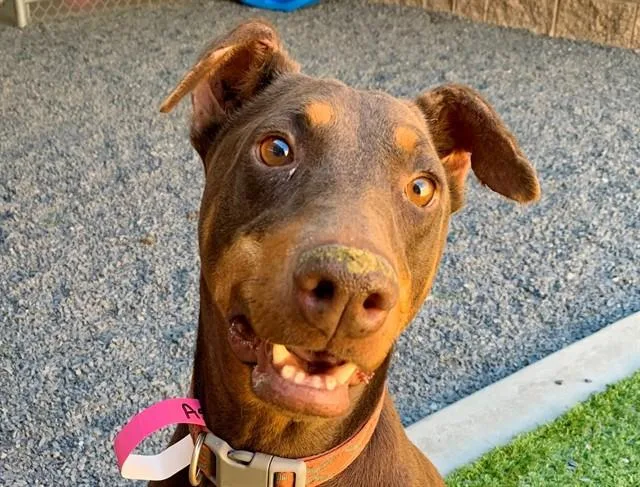 An adult large-sized female Red / Chestnut / Orange Doberman Pinscher dog named SAVE ME PLEASE Dutchess for adoption in San Marcos, CA