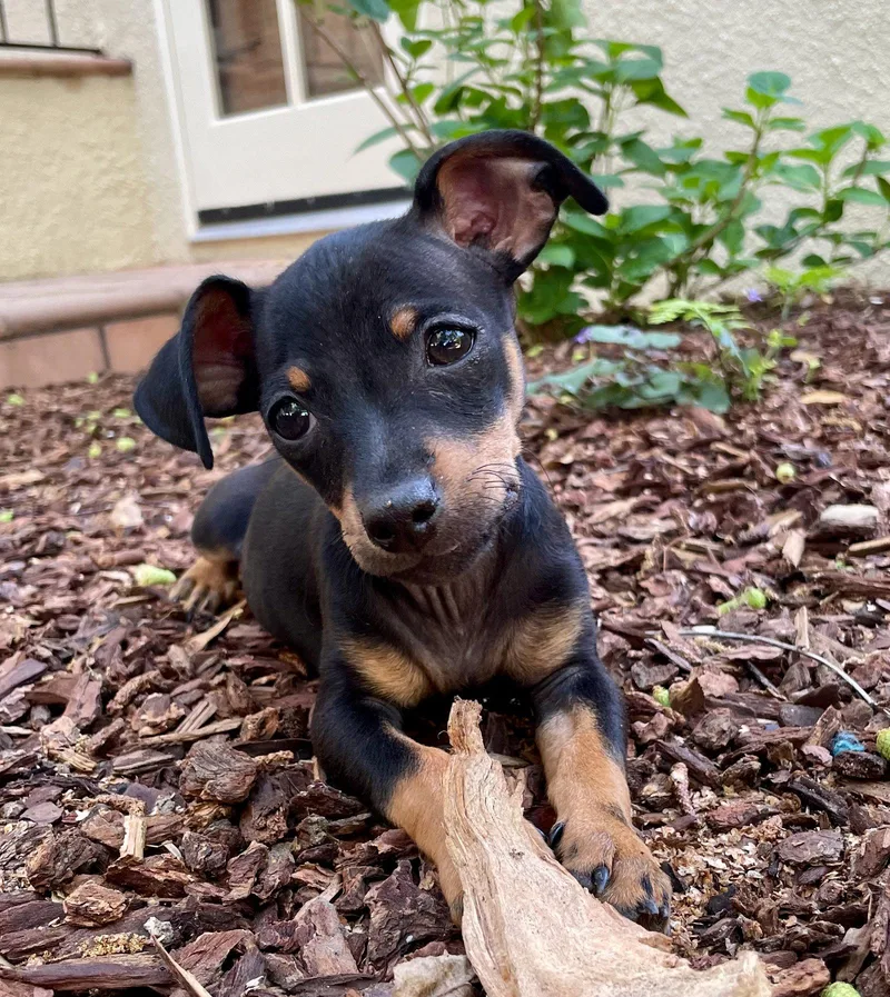 A baby small-sized male Miniature Pinscher dog named Mr. Big Stuff for adoption in Palo Alto, CA