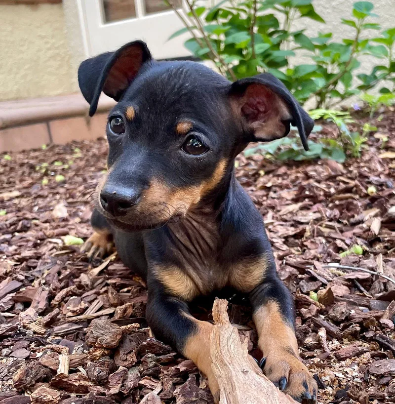 Mr. Big Stuff thumbnail 3