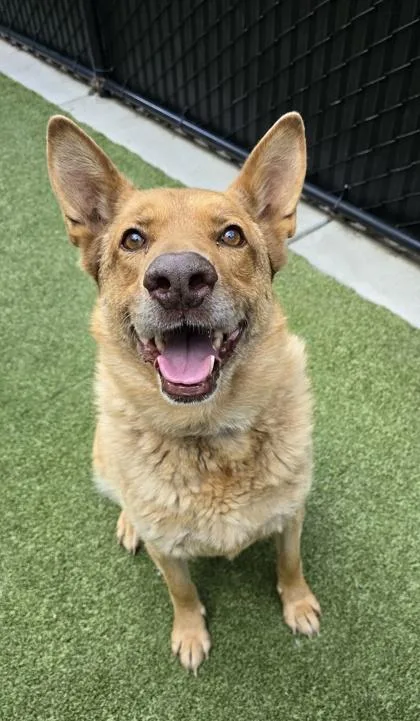 A senior large-sized male German Shepherd Dog dog named Steel for adoption in Bellevue, WA