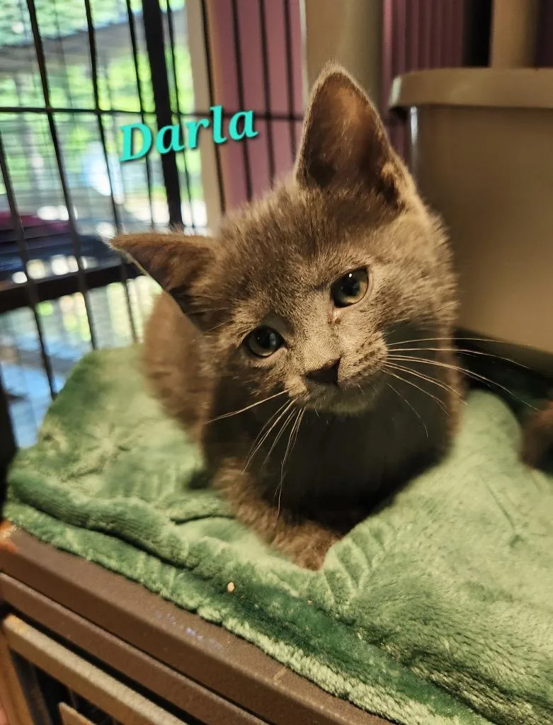 A baby small-sized female Domestic Short Hair cat named Darla for adoption in Cambridge, MD