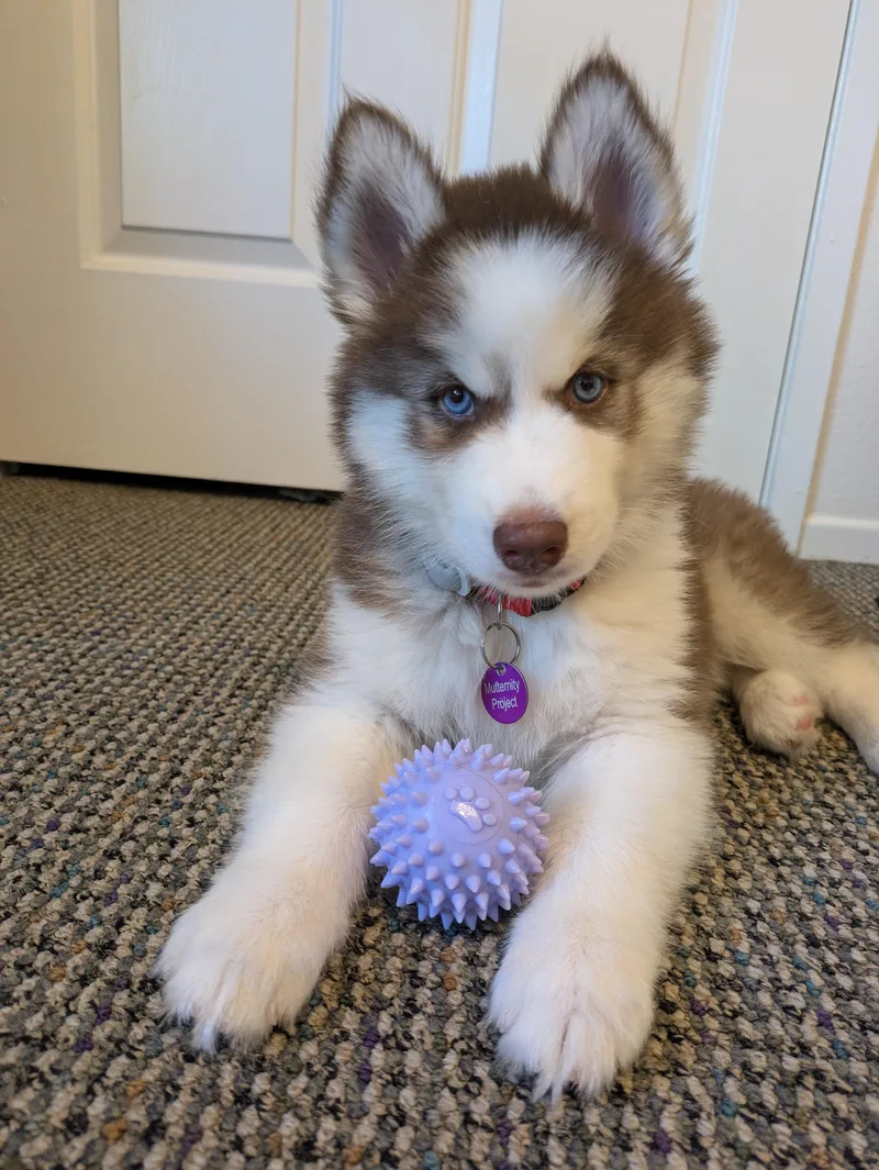 A baby large-sized female Siberian Husky dog named Denali for adoption in West Hollywood, CA