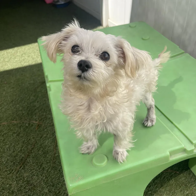 A senior small-sized male Maltese dog named Chase for adoption in Baton Rouge, LA