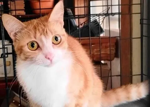 A young medium-sized female Orange & White Tabby cat named Ajoy for adoption in Frankston, TX
