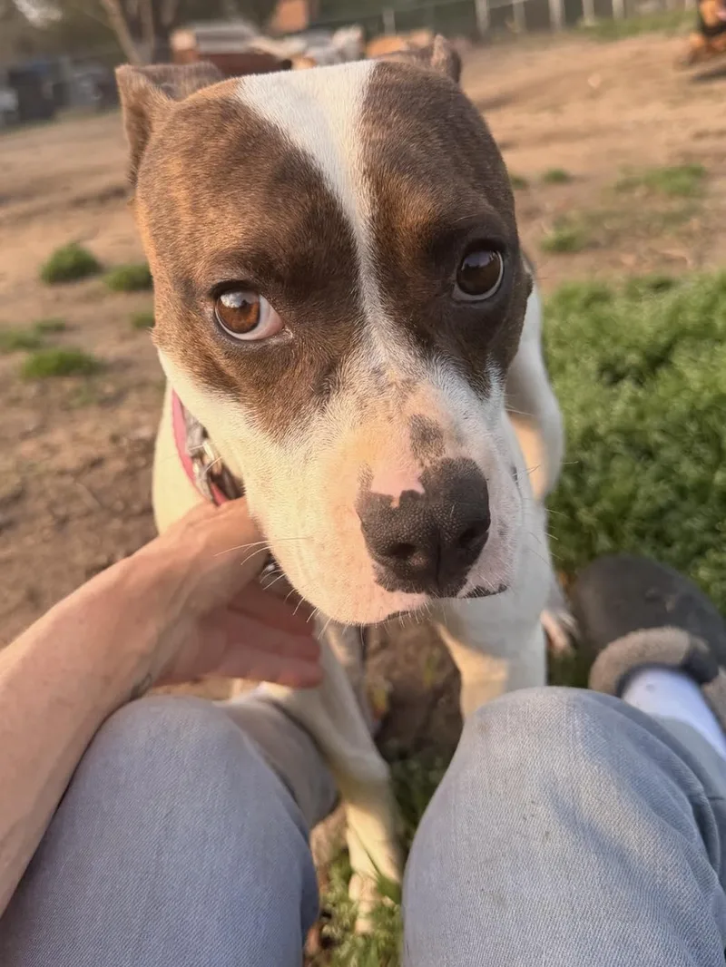 A baby medium-sized female Brown / Chocolate English Bulldog dog named Bailey for adoption in Calera, AL