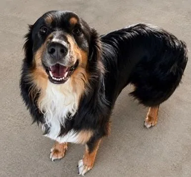 A baby large-sized male Tricolor (Brown, Black, & White) Bernese Mountain Dog dog named Dax for adoption in Covington, LA