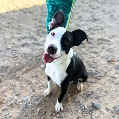 An adult medium-sized female Black Pit Bull Terrier dog named Splash for adoption in El Paso, TX