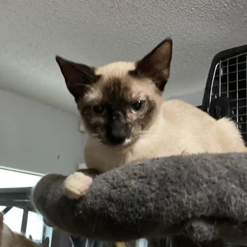 Simon Jo