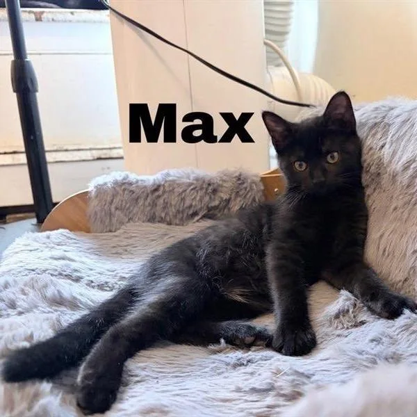 Max