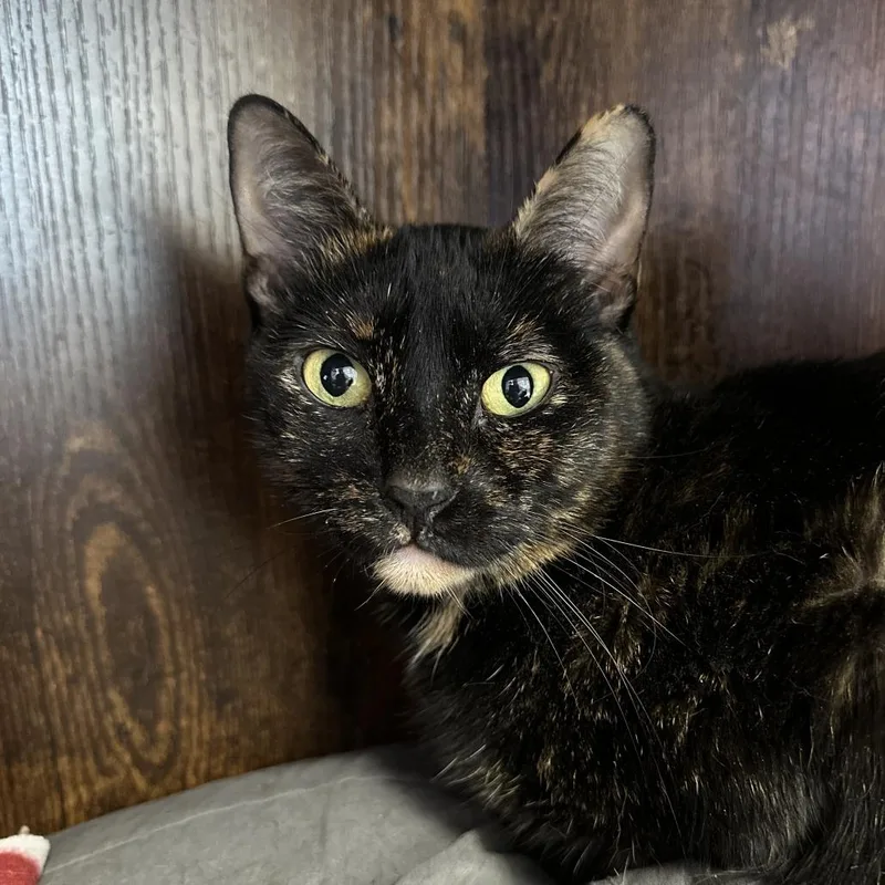 An adult large-sized female Brown / Chocolate Domestic Short Hair cat named Mocha for adoption in Boston, MA