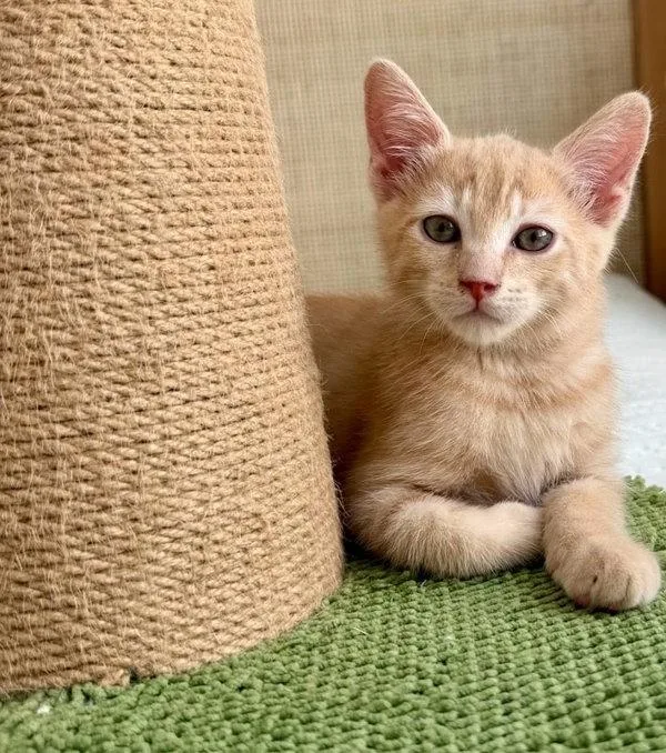 A baby small-sized male Domestic Short Hair cat named Jimi for adoption in Bonsall, CA