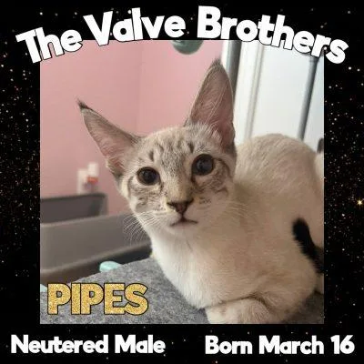 A baby small-sized male Buff & White Siamese cat named Pipes for adoption in Salida, CA