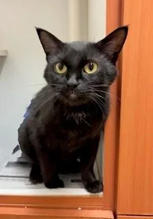 An adult medium-sized female Black Domestic Short Hair cat named Patricia for adoption in Mason City, IA