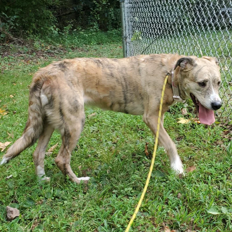 An adult medium-sized female Australian Shepherd dog named Moomies for adoption in Petersburg, VA