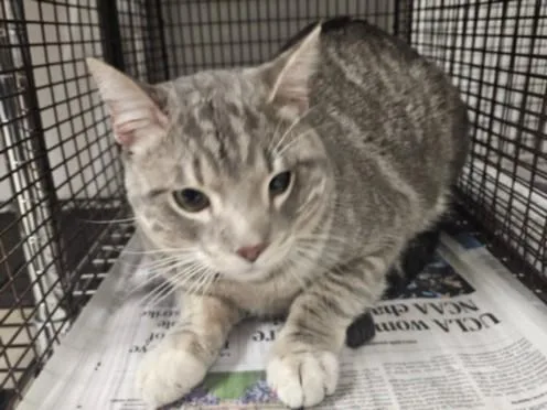A young extra large-sized male Domestic Short Hair cat named Cantos for adoption in Van Nuys, CA