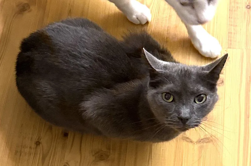 An adult large-sized male Gray / Blue / Silver Domestic Short Hair cat named Peppy for adoption in Albemarle, NC