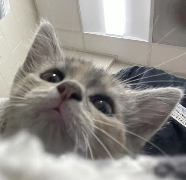 A baby small-sized female Domestic Short Hair cat named Tempurpedic for adoption in El Cajon, CA