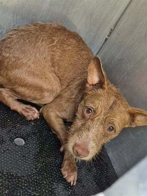 A young medium-sized male Terrier dog named Dom Dogga for adoption in San Antonio, TX