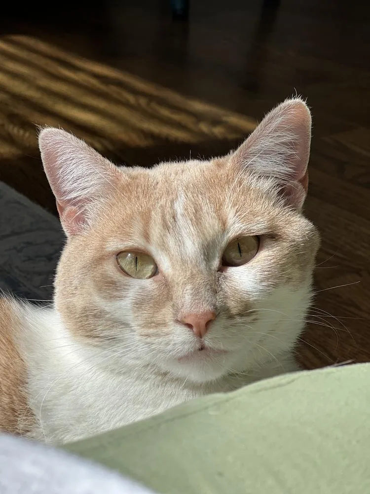 An adult medium-sized female Domestic Short Hair cat named Livonia for adoption in Fort collins, CO