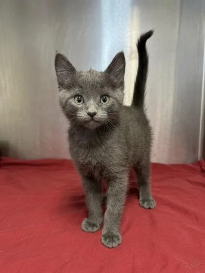 A baby small-sized male Domestic Short Hair cat named Provolone for adoption in West Chester, PA