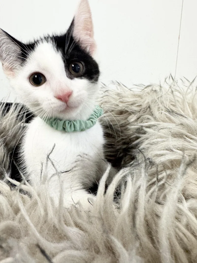 A baby medium-sized male Black Domestic Short Hair cat named Snuggly Esteban for adoption in Burlington, NC