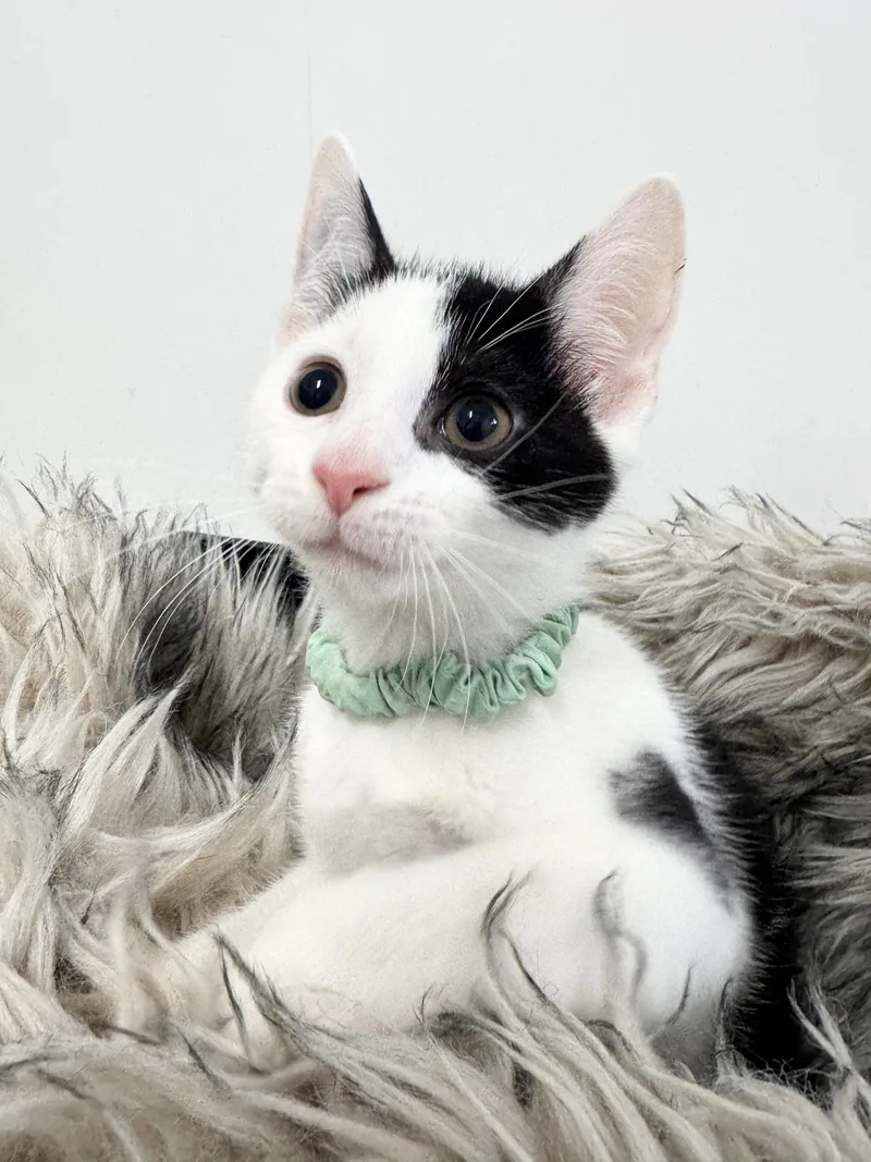 Snuggly Esteban thumbnail 2