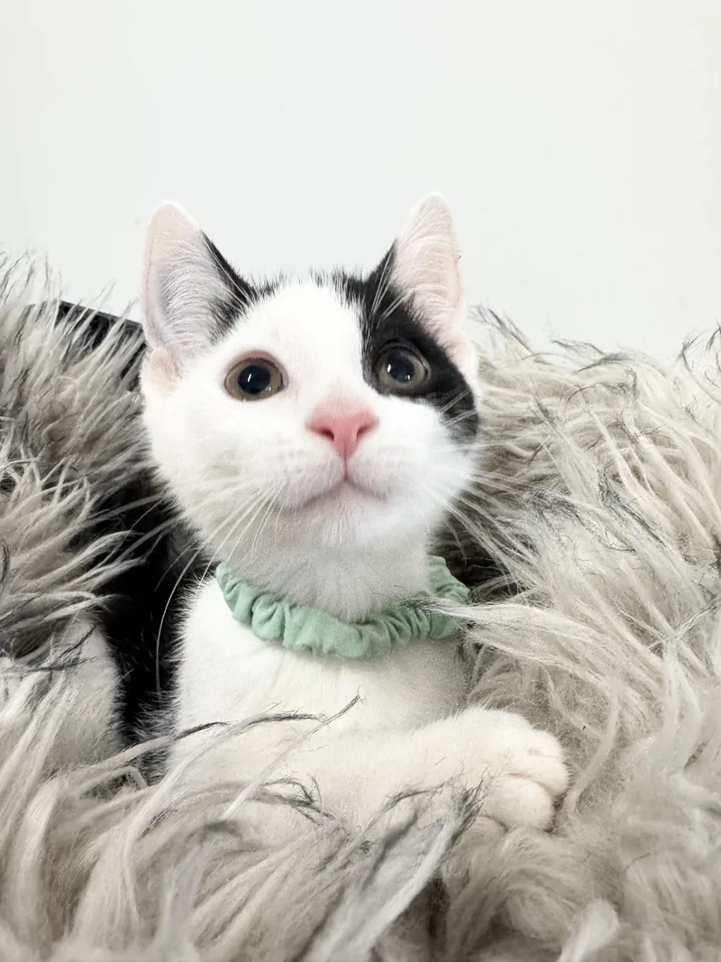 Snuggly Esteban thumbnail 4