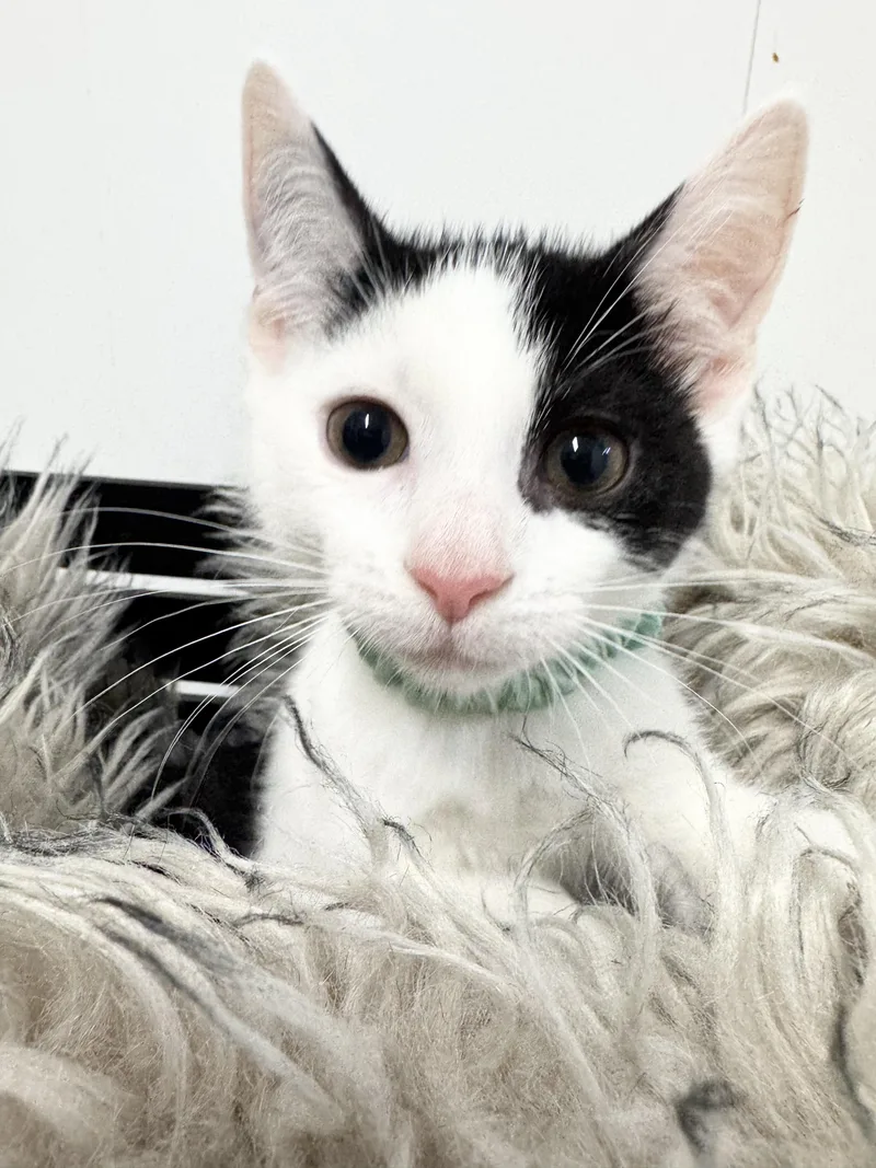 Snuggly Esteban thumbnail 5
