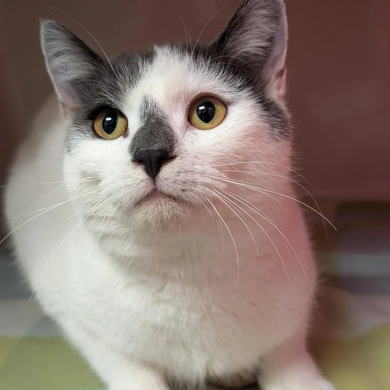 A young medium-sized male White Domestic Short Hair cat named Smog for adoption in Watertown, NY