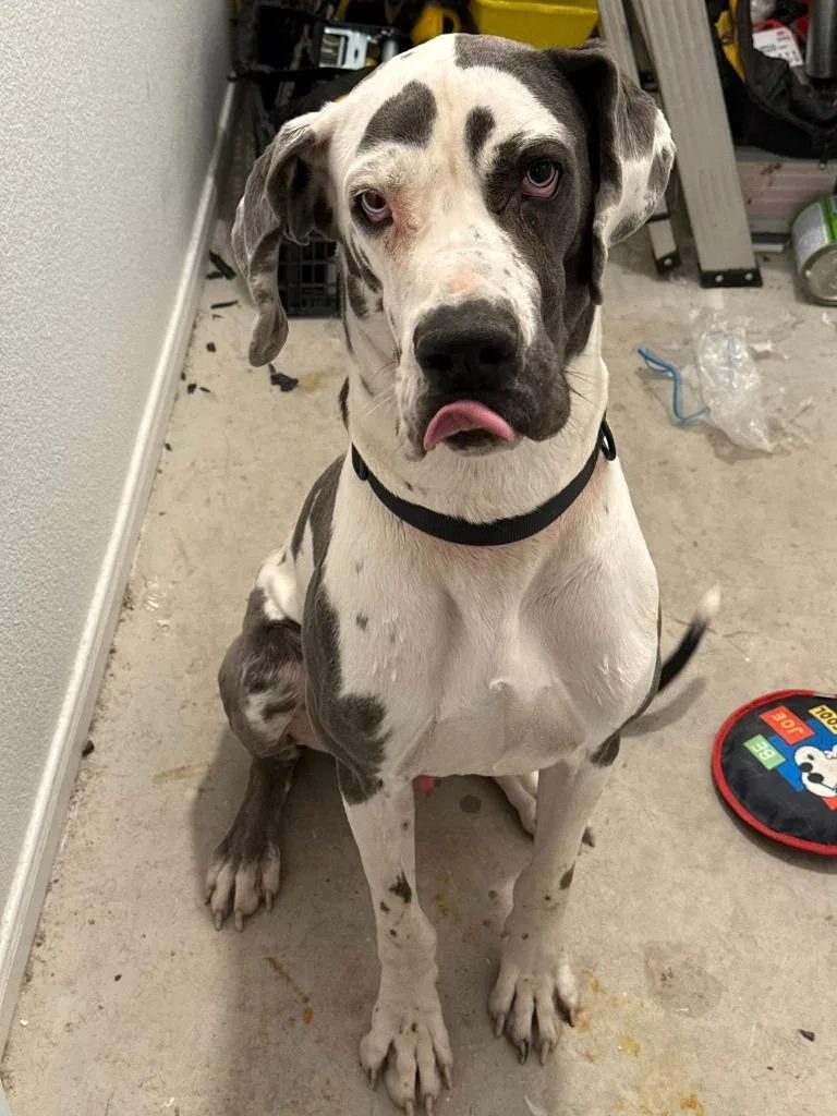 A young extra large-sized male Harlequin Great Dane dog named Shadow for adoption in Bullard, TX
