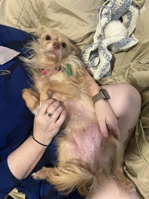 An adult small-sized female Terrier dog named Peanut for adoption in Los Angeles, CA