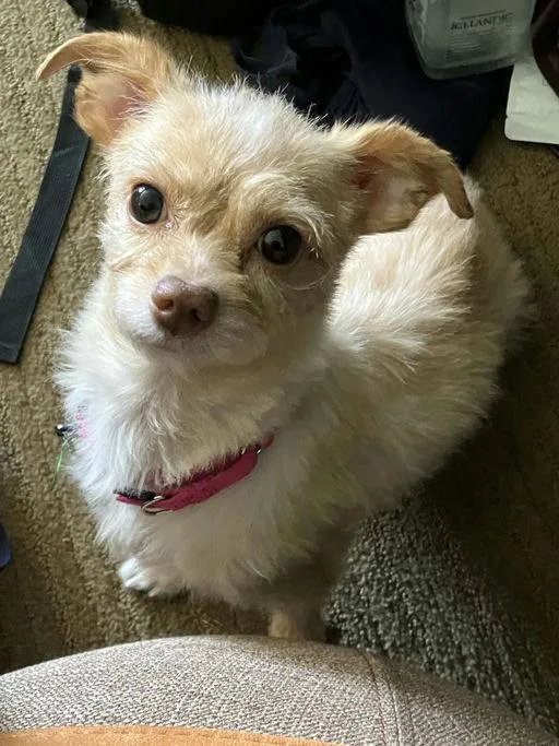 Peanut thumbnail 3