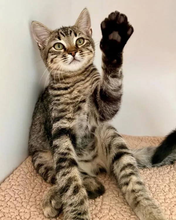 A baby small-sized male Domestic Short Hair cat named Cilantro for adoption in Novato, CA