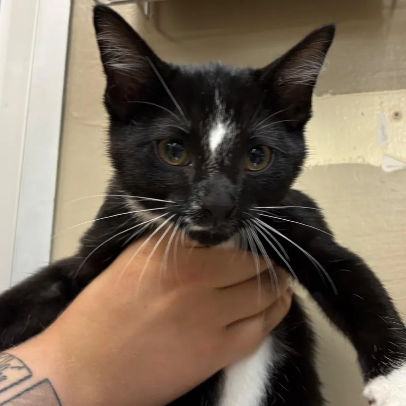 A baby small-sized male Black Domestic Short Hair cat named Tanjiro for adoption in Birmingham, AL