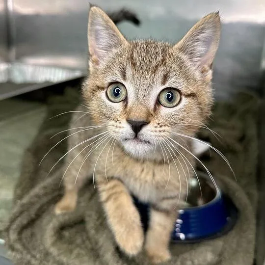 A baby small-sized male Brown / Chocolate Domestic Short Hair cat named Trebuchet for adoption in Matteson, IL