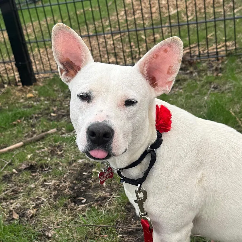 An adult medium-sized female Yellow / Tan / Blond / Fawn Shepherd dog named Olga for adoption in Wheeling, IL