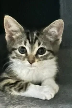 A baby medium-sized female Domestic Short Hair cat named Polar Bear for adoption in Clinton Township, MI