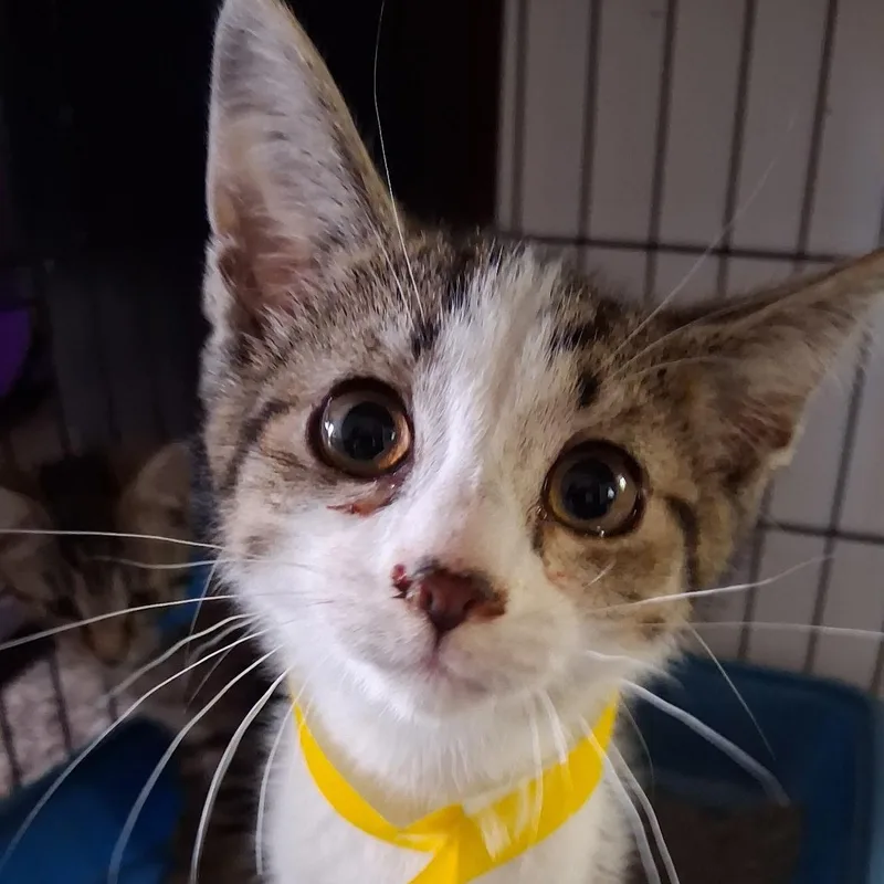 A baby medium-sized male Tabby (Gray / Blue / Silver) Domestic Short Hair cat named Ernie for adoption in Avon, NY
