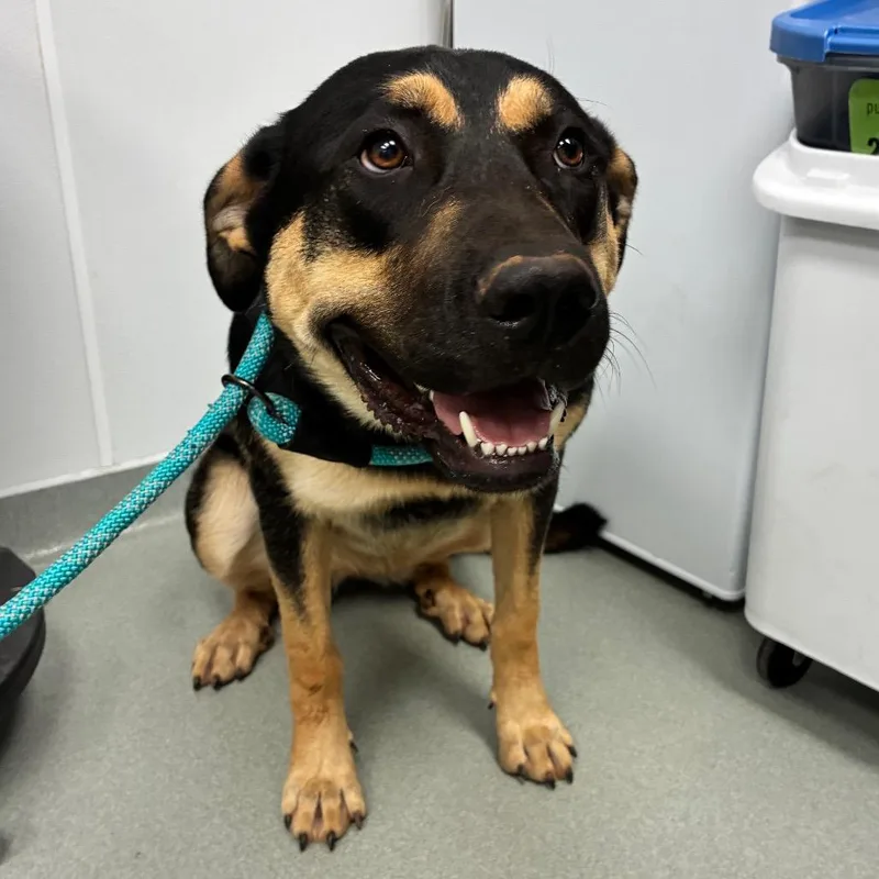 A young large-sized female Anatolian Shepherd dog named Brookie for adoption in Abilene, TX