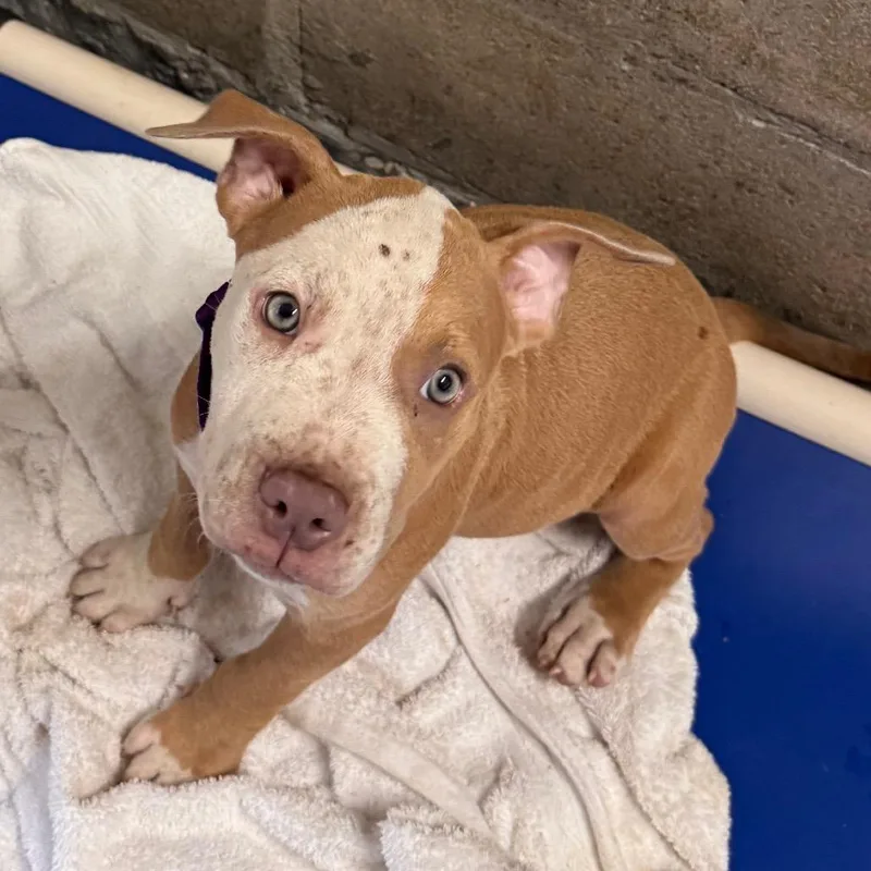 A baby medium-sized female Brown / Chocolate Terrier dog named Mileena for adoption in Clearwater, FL