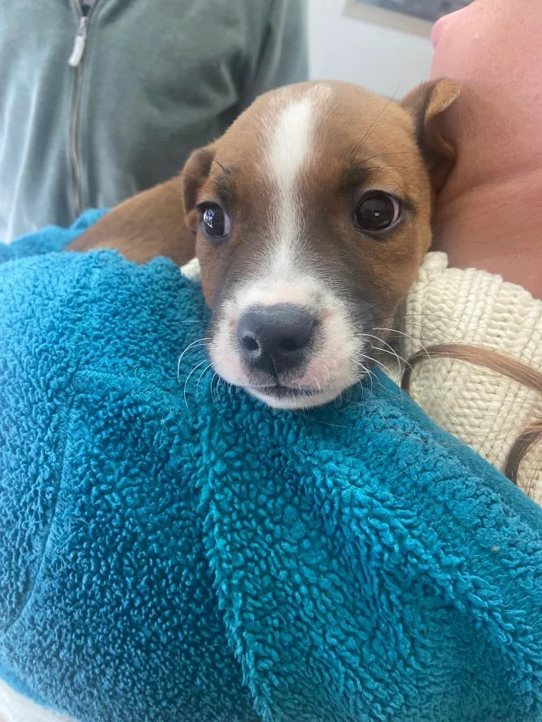 A young medium-sized male Boxer dog named Arlo Jack for adoption in Batesville, AR