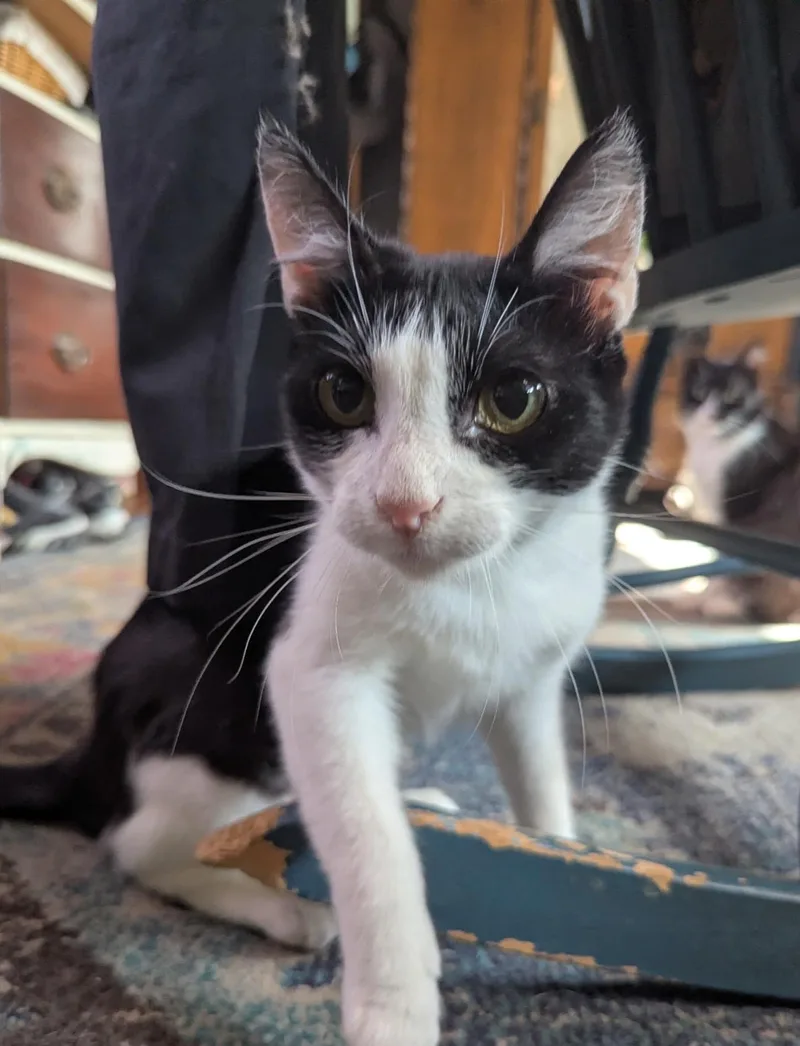 A young medium-sized female Black & White / Tuxedo Domestic Short Hair cat named Olivia for adoption in Pasadena, CA