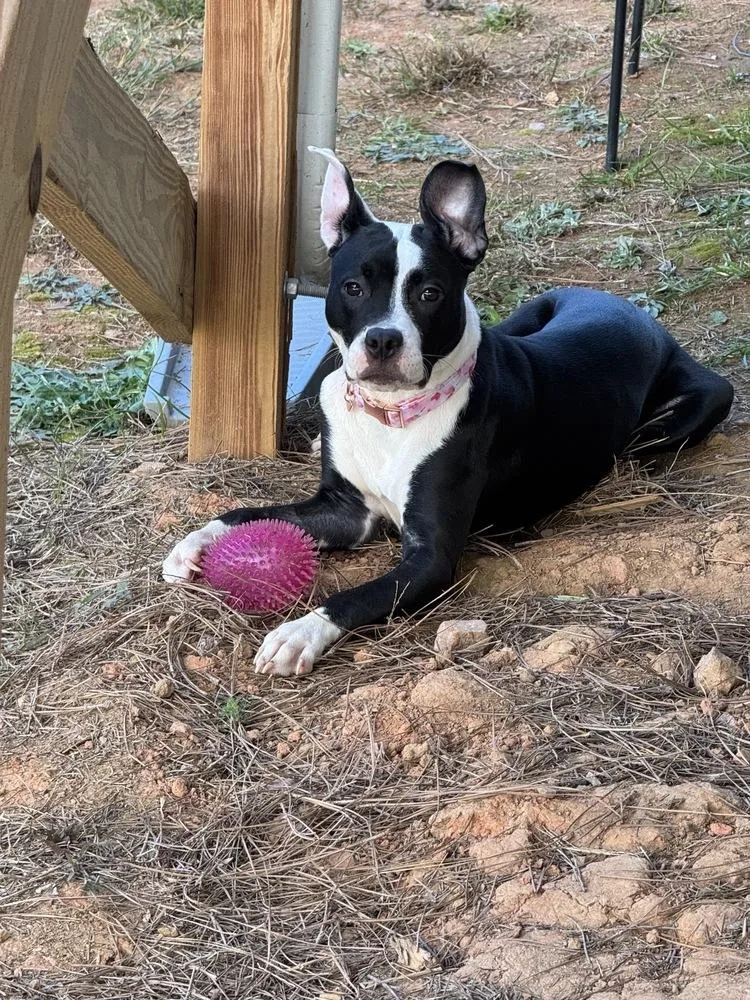 Tallulah thumbnail 2