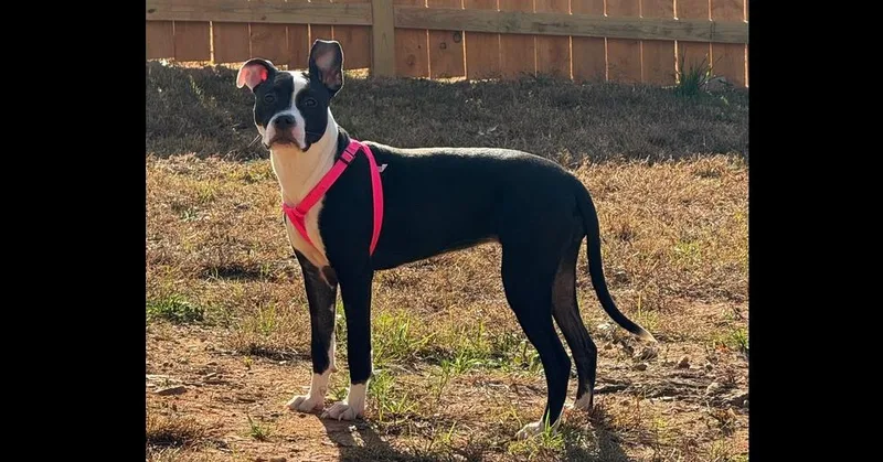 Tallulah thumbnail 3