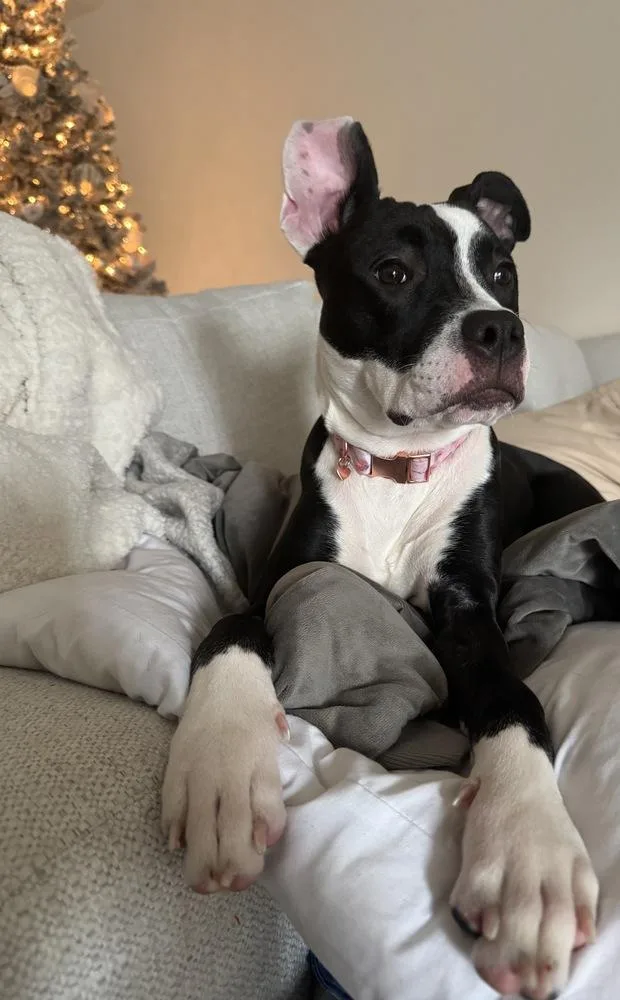 Tallulah thumbnail 4