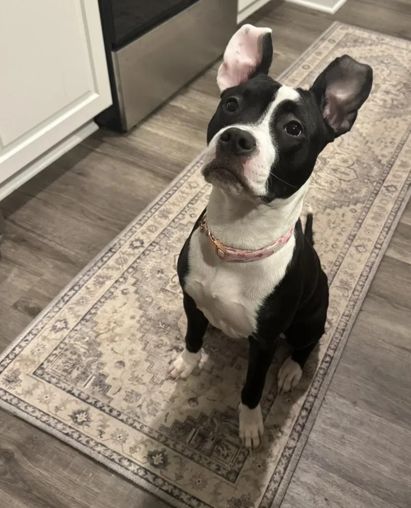 Tallulah thumbnail 5