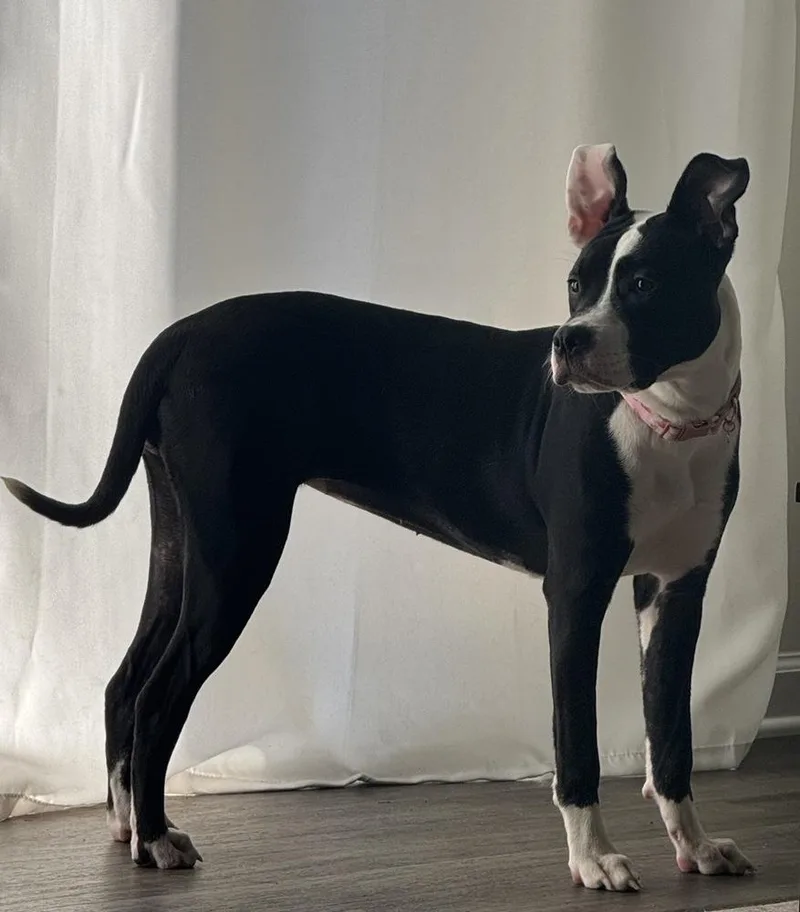 Tallulah thumbnail 6