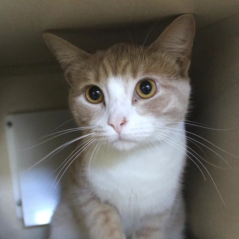 An adult medium-sized male Buff / Tan / Fawn Domestic Short Hair cat named Donkey for adoption in Gloucester, VA