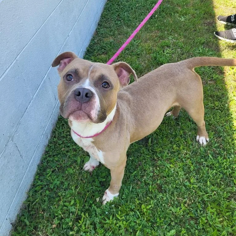 A young medium-sized male Golden Staffordshire Bull Terrier dog named McDowney for adoption in Sunderland, MD